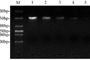 禽流感病毒RT-PCR ELISA诊断方法及应用该方法的试剂盒