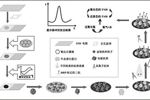 可抛型汞离子传感器的制备方法及使用方法