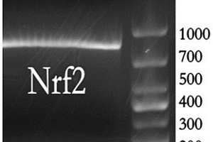 食蚊鱼Nrf2基因及其提取方法及特异性一抗抗体制备方法