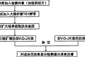 抗体基因芯片的研制和应用