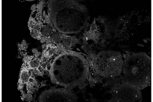可标记鱼类生殖干细胞的多克隆抗体的制备方法