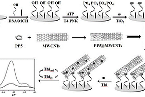 基于磷酸盐柱[5]芳烃和碳纳米管复合材料测定T4多聚核苷酸激酶活性的方法