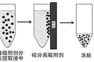 富集养殖家畜尿样中克伦特罗、莱克多巴胺和沙丁胺醇的方法