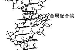 使用计算机模拟金属配合物与DNA相互作用的方法