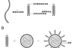 M13噬菌体纳米探针及其制备方法