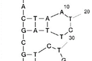 结合β淀粉样蛋白42的核酸适配体及其应用