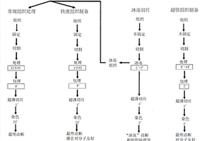 作为冰冻切片的替代物的超快诊断组织制剂