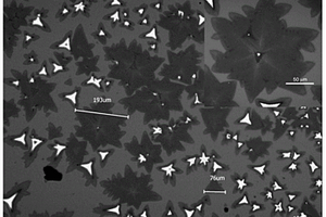 花瓣状的二硫化钼二维晶体材料及其制备方法和应用
