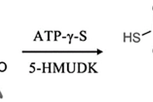 DNA上5-羟甲基尿嘧啶的特异性标记方法