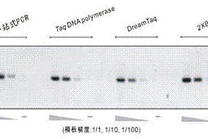一站式PCR方法