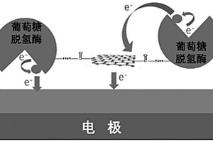 葡萄糖传感器、葡萄糖脱氢酶及其制备方法