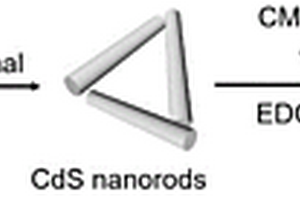 应用于光电生物传感的β-CD@CdS纳米棒及其制备方法