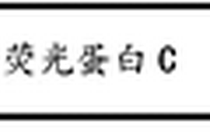 桥接蛋白及其复合物的制备和应用