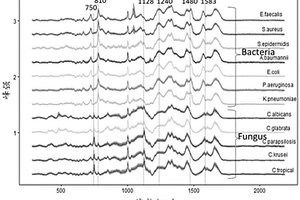 利用拉曼光谱快速鉴别细菌和真菌的方法