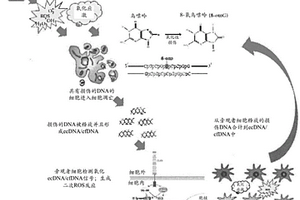 作为应激生物标志物的氧化细胞外DNA部分及其使用方法