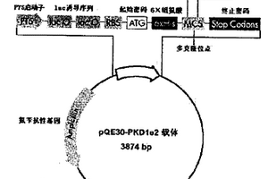 抗人多囊蛋白-1 N端单克隆抗体MA7B1