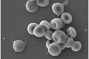 具有血红细胞形状和大小的壳聚糖微颗粒及其制备方法