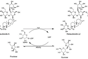 新型甜菊糖苷衍生物莱鲍迪苷L2的制备方法