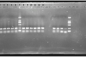 快速制备PCR扩增模板的方法