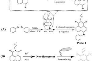 二价铁荧光探针及其应用