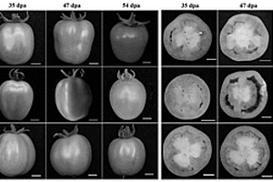 WRKY32调控YFT1表达影响番茄果色及其在番茄品质改良中应用