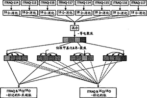 从复杂样品选择性富集N-末端修饰的肽