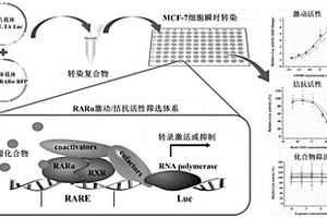 基于MCF-7细胞系构建的RARα效应物体外筛选方法