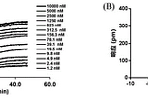 α2A肾上腺素受体的细胞筛选模型