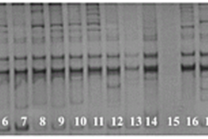 用于PCR扩增的大豆DNA快速获得方法以及PCR扩增方法