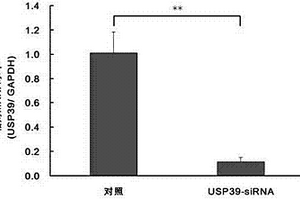 含有人泛素特异性蛋白酶基因USP39-shRNA的重组慢病毒及其应用