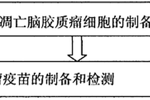 热休克凋亡脑胶质瘤负载树突状细胞肿瘤疫苗的制备方法