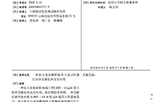 抗人免疫缺陷病毒Ⅰ型p24蛋白的单克隆抗体及其应用