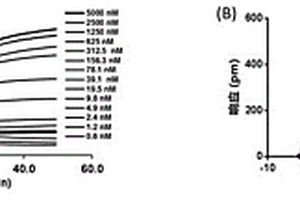 β1肾上腺素受体的细胞筛选模型