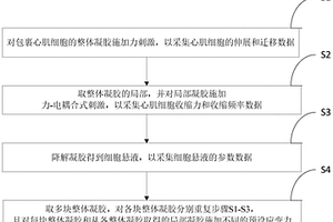 采用力刺激方式进行心肌细胞体外功能测试与调控的方法