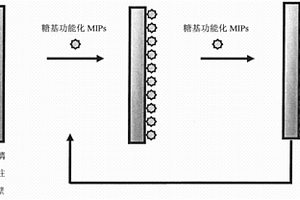 糖基功能化细菌毒素分子印迹柱的制备方法及应用