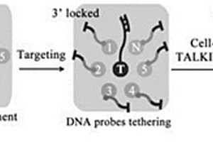 细胞大分子锚定的DNA步移索引成像方法