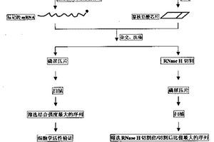 基于芯片的反义寡核苷酸筛选方法及其用途