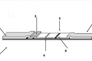 近红外荧光分子免疫层析试纸及其制备方法