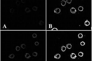 新的免疫荧光标记方法
