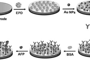 基于壳聚糖-金杂化粒子的免疫传感器的制备方法