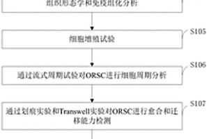 人毛囊毛乳头细胞来源的外泌体提取方法