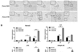 Nanos2在鸡ESCs向雄性生殖细胞分化过程中功能验证的方法