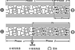 基于移动反应界面电泳的高通量蛋白质滴定方法