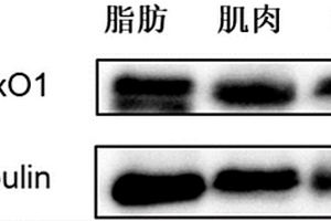 草鱼FoxO1多肽抗原、抗体及其制备方法、应用