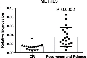 METTL3在AML化疗耐药性中的应用