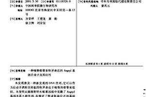 植物维管束特异表达的Angrpl基因启动子及其应用