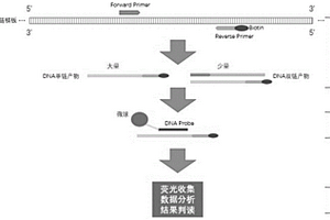 基于液态芯片技术的PCR扩增后恒温杂交方法
