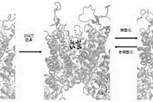 基于计算机模拟获取可调控的TRPV5变异体的方法