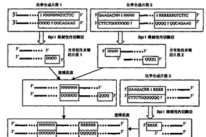 基因或核酸序列的酶切-连接长序列半合成方法