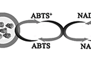 辅酶因子复合物、酶电极、酶传感器及其制备方法和应用